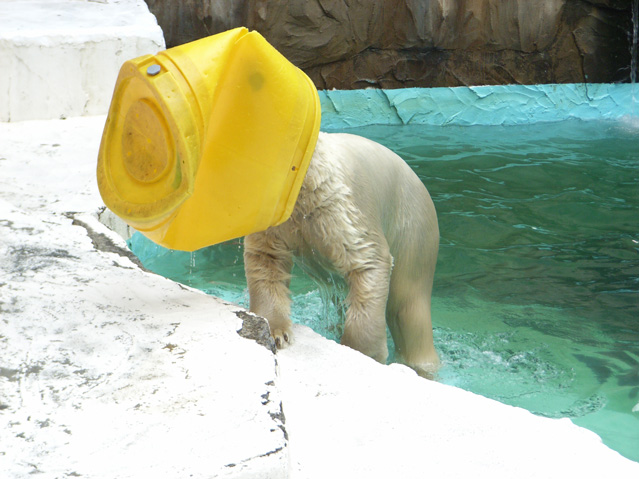 シロクマ46日本平動物園ロッシー2009｜ホッキョクグマと三角コーン